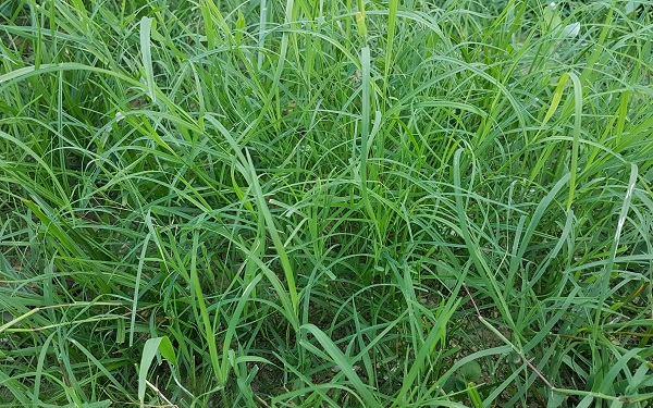 giong-co-bermuda-2-min