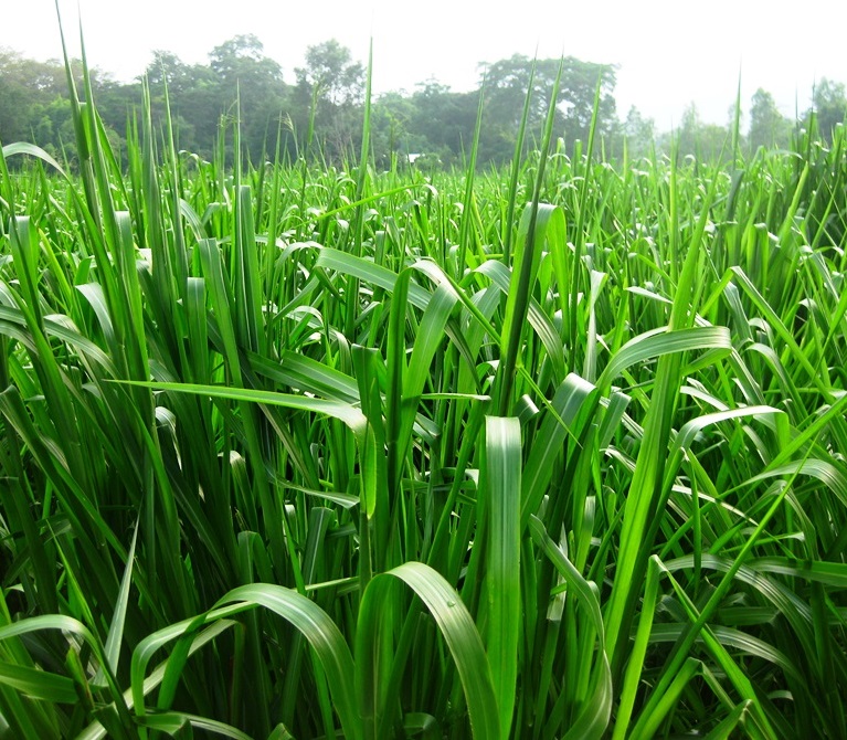 giong-co-chiu-ngap-paspalum